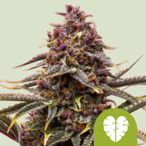 Pink Mist Auto – Royal Queen Seeds