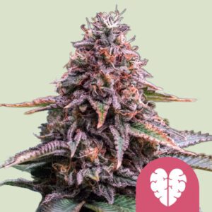 Pink Mist – Royal Queen Seeds