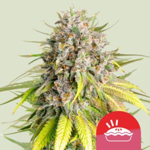 Punch Pie – Royal Queen Seeds (Tyson 2.0)