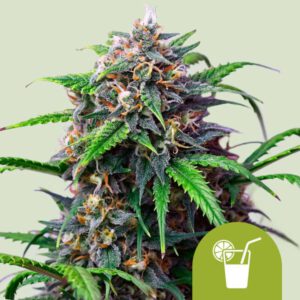 Purple Lemonade Auto – Royal Queen Seeds