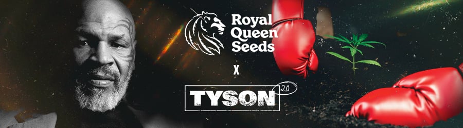 Royal Queen Seeds x Tyson 2.0: Nowa Era w Świecie Konopi