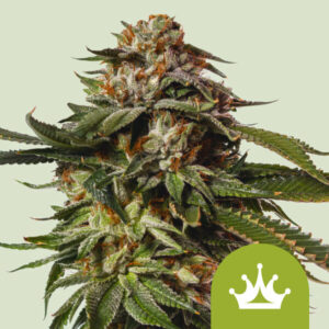 Special Queen 1 Auto – Royal Queen Seeds