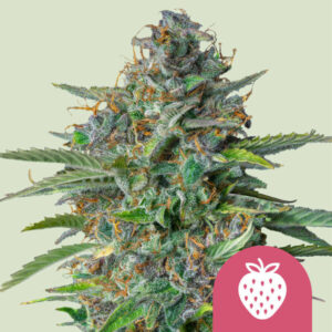 Strawberry Cough – Royal Queen Seeds