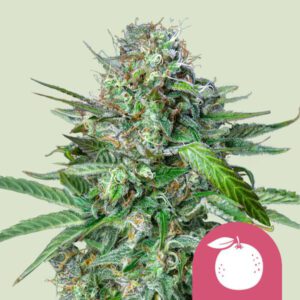 Tangie – Royal Queen Seeds