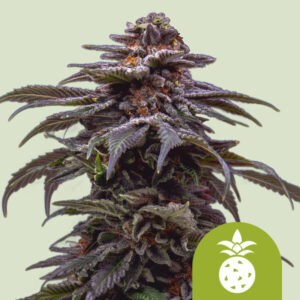 Tropicana Cookies Purple Auto – Royal Queen Seeds