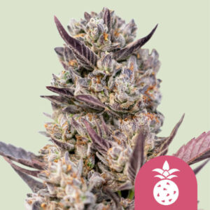 Tropicana Cookies Purple – Royal Queen Seeds